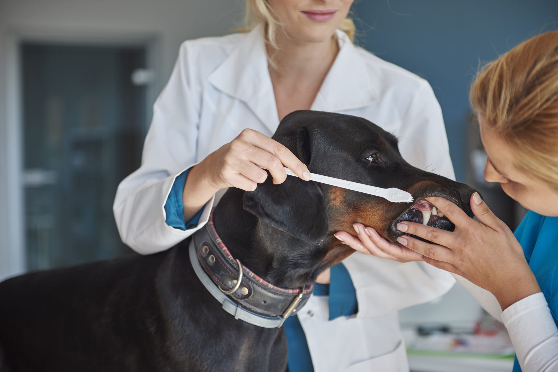 controlli veterinari per l'igiene orale