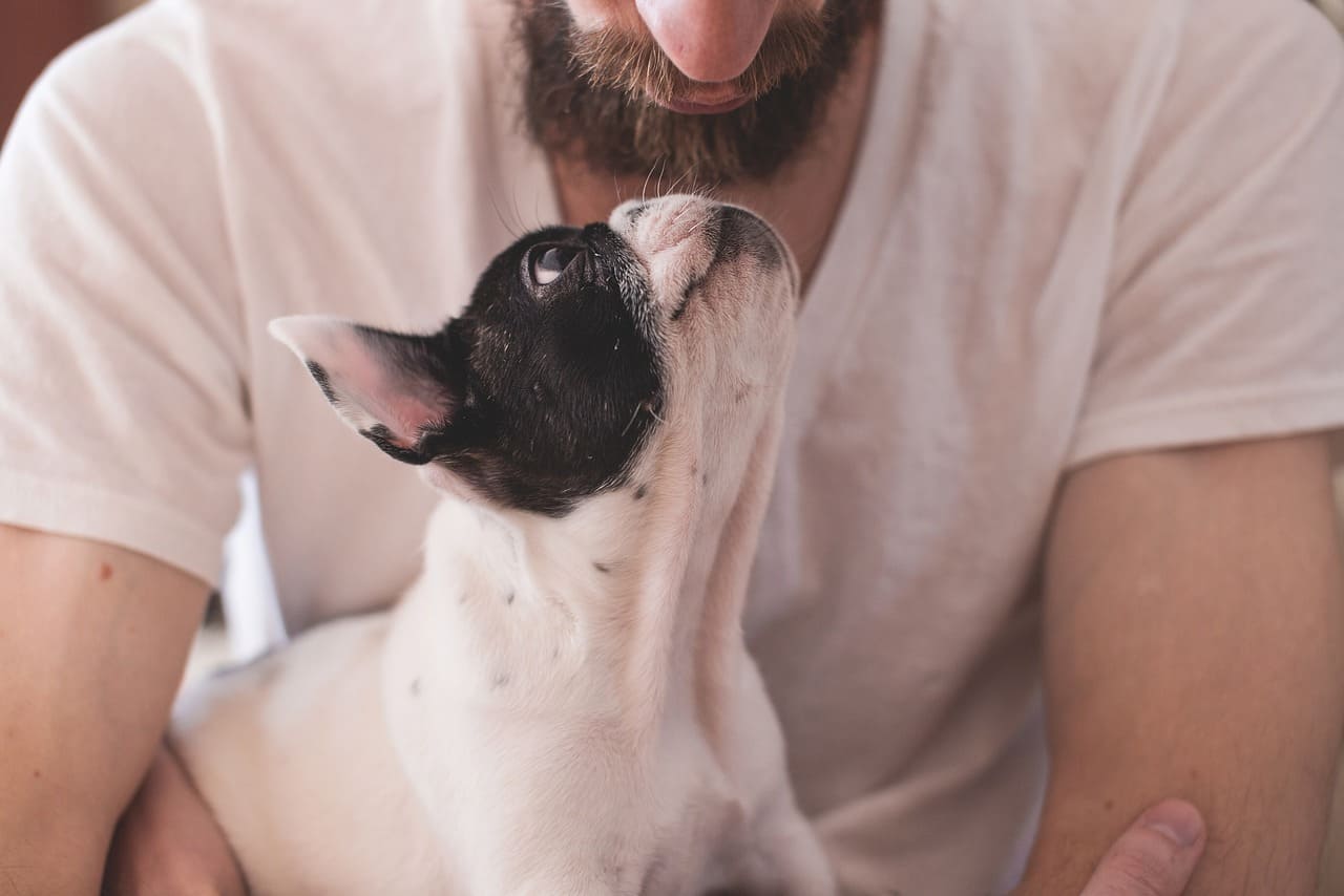 5 consigli per prevenire il tartaro nei cani e gatti 3 cura dentale cani