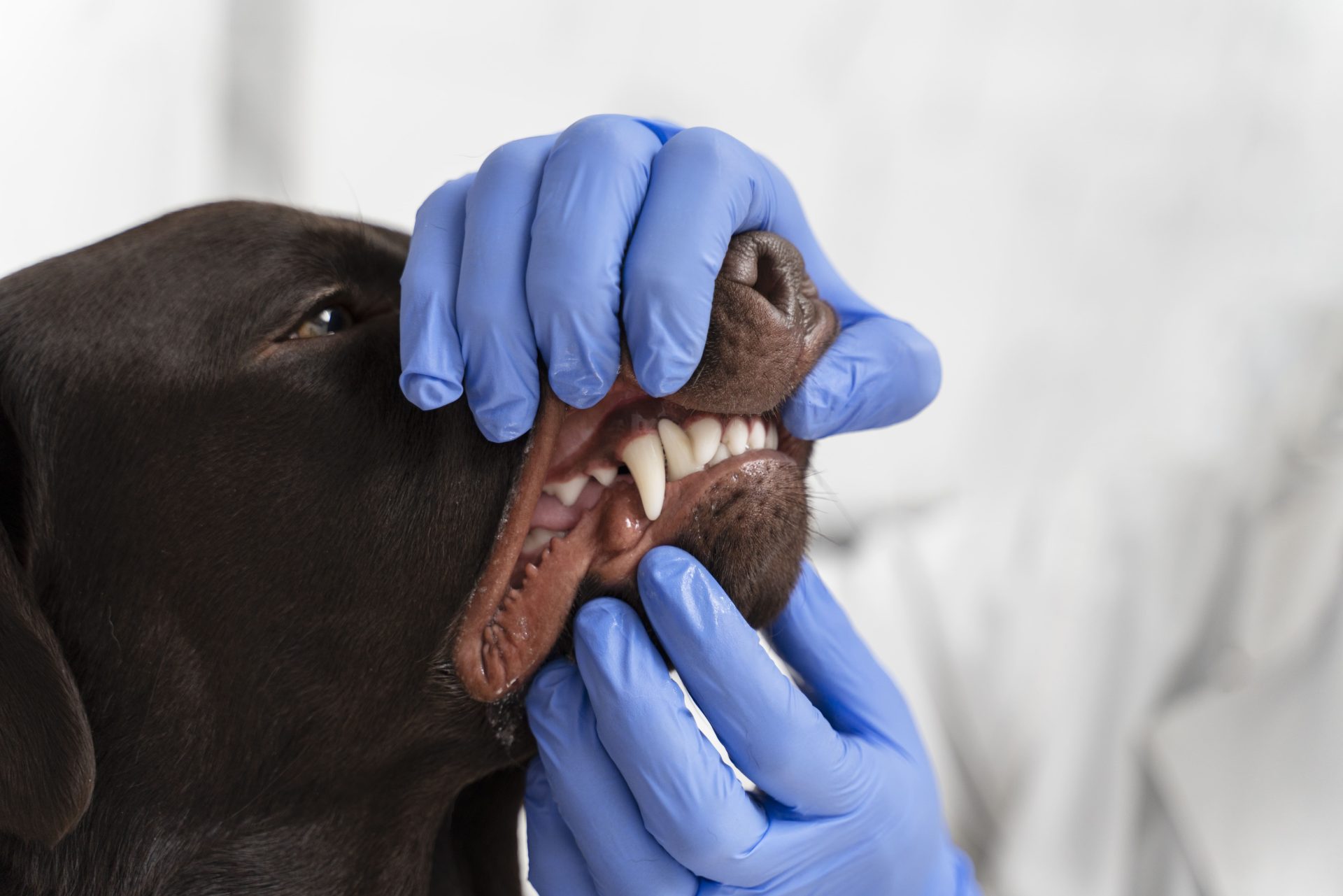 Veterinario che controlla i denti di un cane per verificare la presenza di placca e tartaro