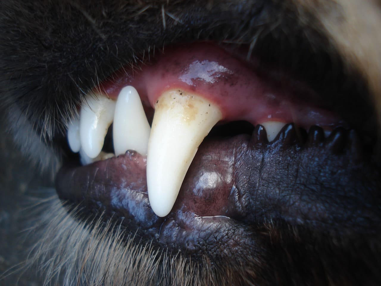 5 consigli per prevenire il tartaro nei cani e gatti 1 tartaro nei denti del cane