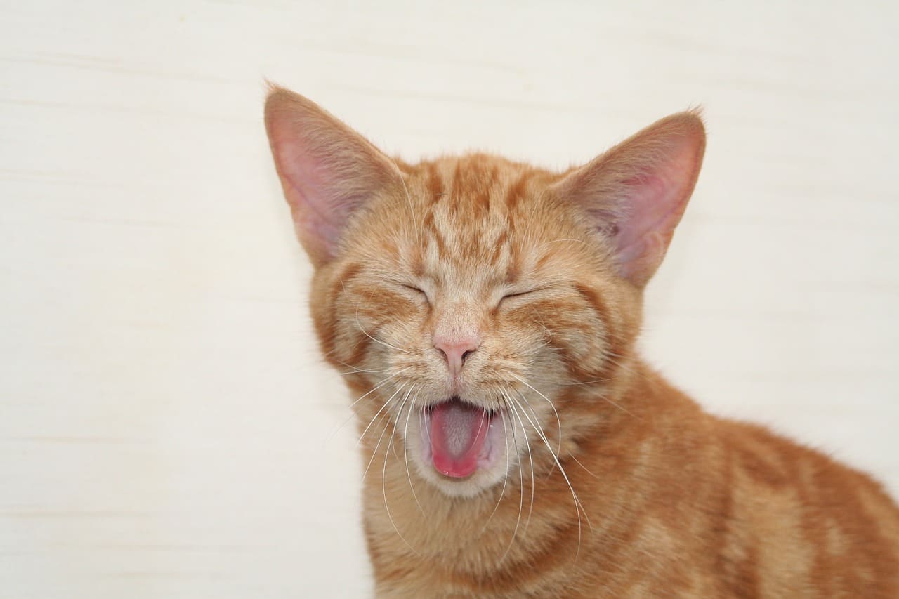 5 consigli per prevenire il tartaro nei cani e gatti 2 curare il tartaro dentale nei cani e gatti