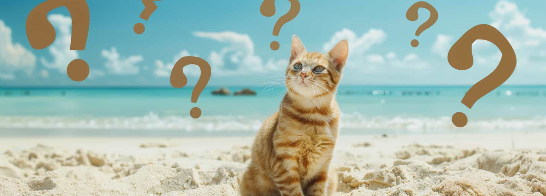Gatto seduto sulla sabbia in riva al mare con punti interrogativi attorno, simbolo delle domande frequenti sulle vacanze al mare con il gatto.

