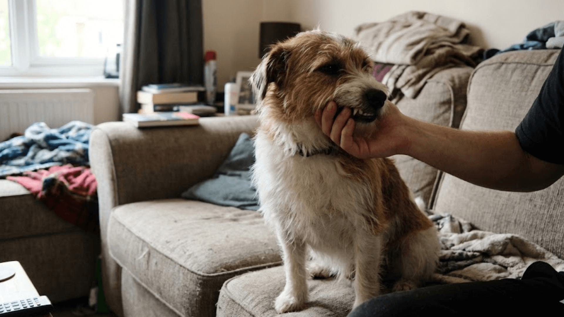 Ogni quanto lavare i denti al cane? Frequenza ideale e casi particolari 2 Controllo delle gengive del cane durante la routine di igiene orale domestica