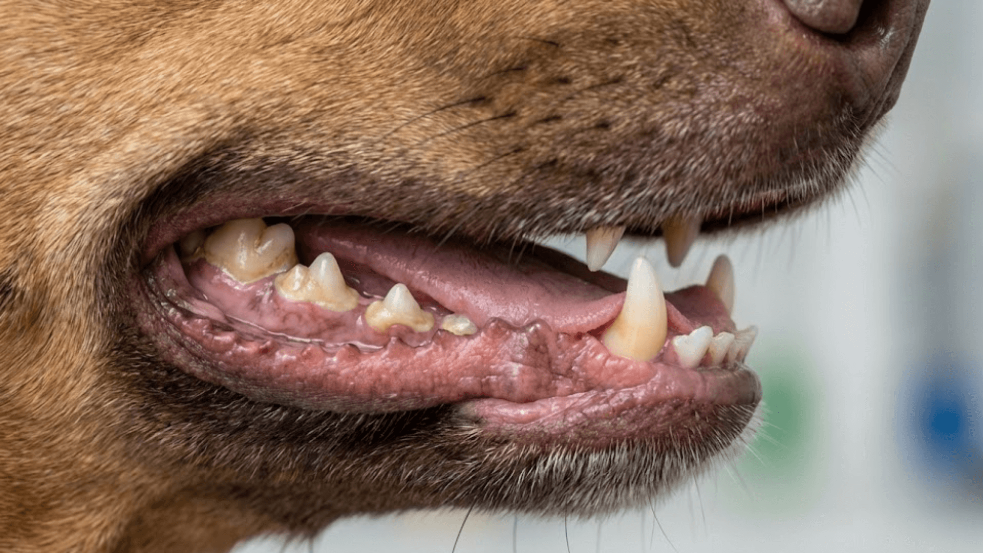 Close-up denti cane con esempio di placca e tartaro sulla superficie dentale
