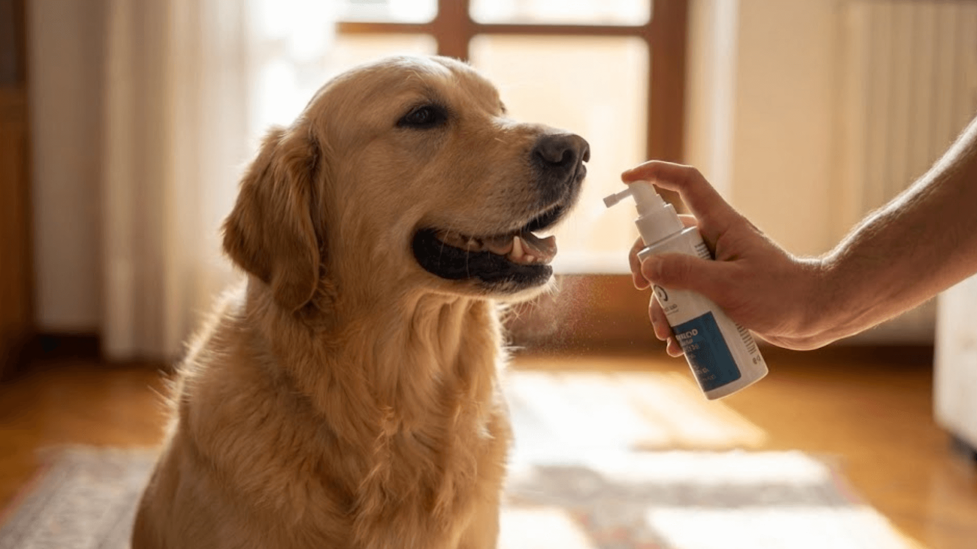 Applicazione di spray dentale per cane durante la routine di igiene orale in casa