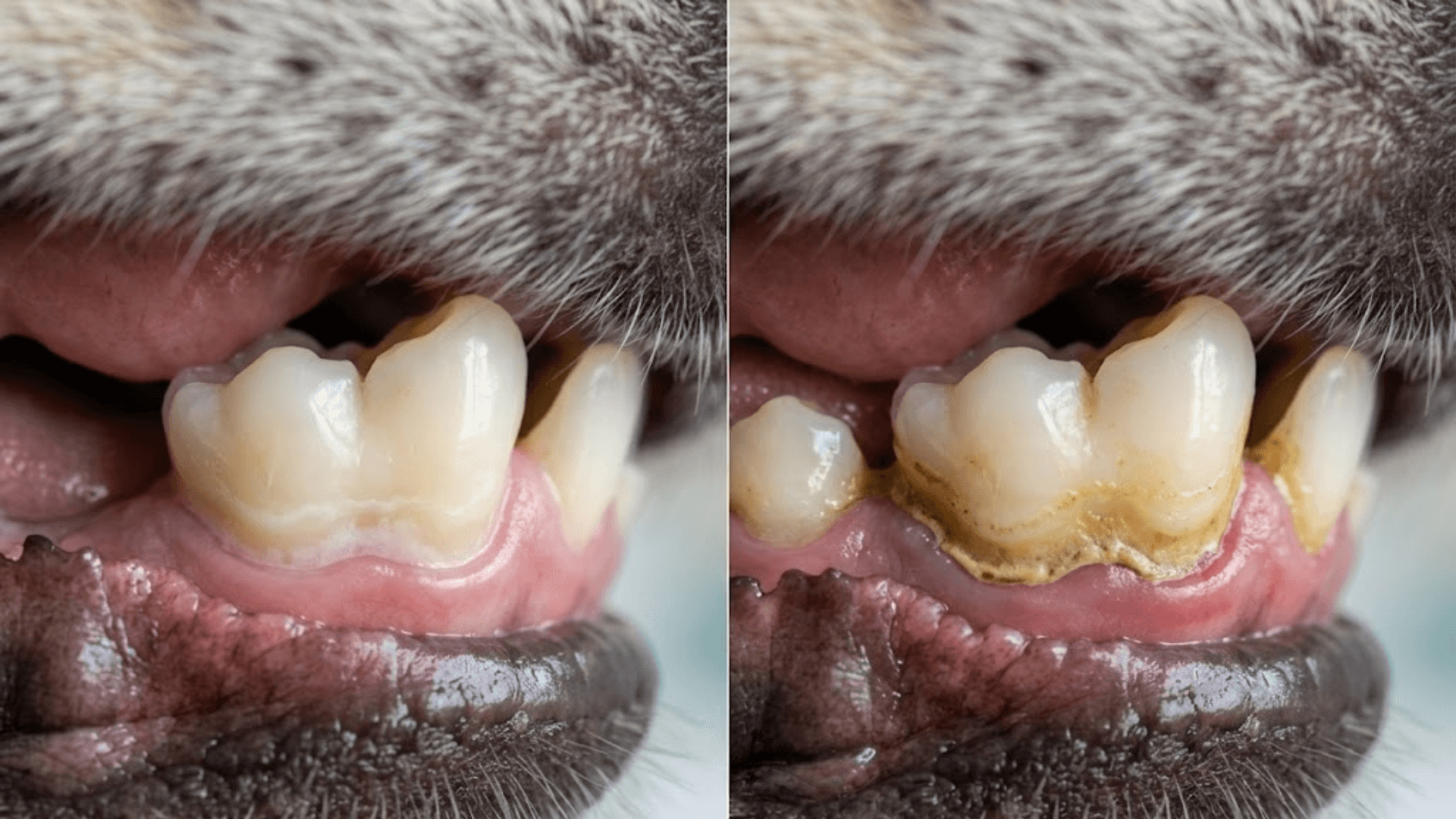Confronto tra placca dentale e tartaro nei denti di un cane con deposito visibile lungo il margine gengivale