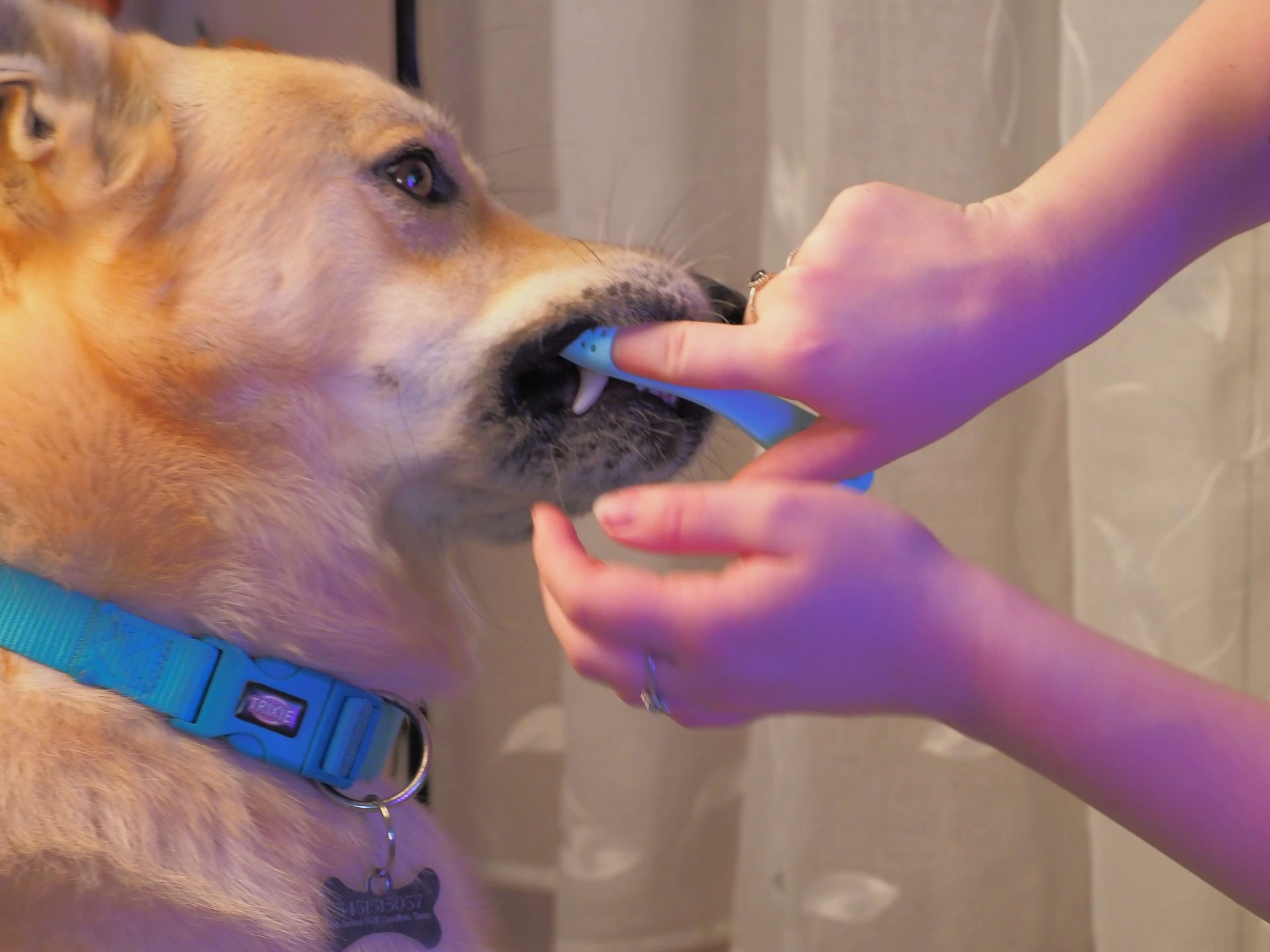 Alitosi cane: cause, rimedi e quando preoccuparsi 2 Spazzolino in silicone per pulizia dei denti del cane
